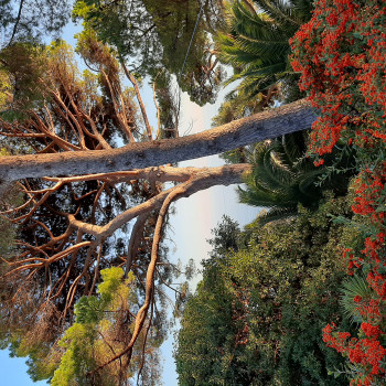 Il giardino di Villa dei Pini, Ivana Folle
